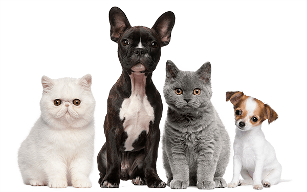 pet