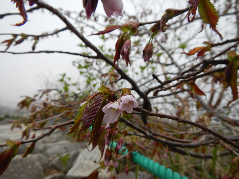 DSCN2807