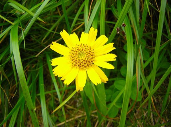 2018年7月24日　高山植物開花情報