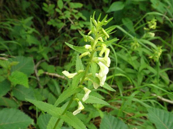 2018年8月6日　高山植物開花情報