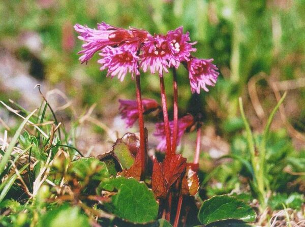 2018年7月16日　高山植物開花情報