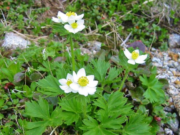 2019年7月13日　高山植物開花情報