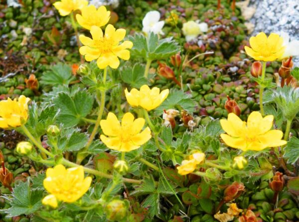 2019年7月7日　高山植物開花情報