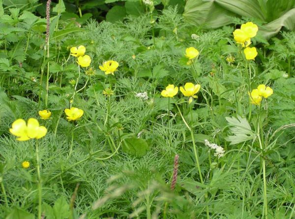 2019年7月21日　高山植物開花情報