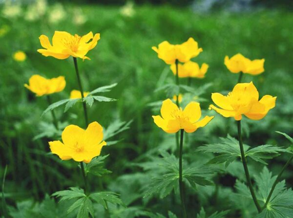 2020年7月16日　高山植物開花情報