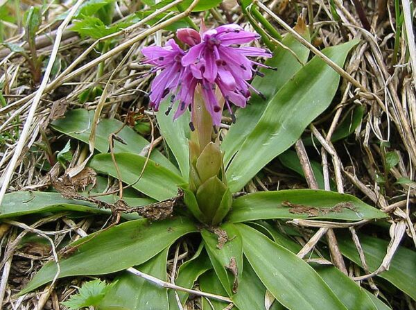 2020年7月2日　高山植物開花情報