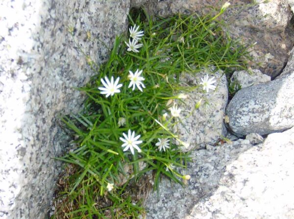 2020/08/14高山植物開花状況