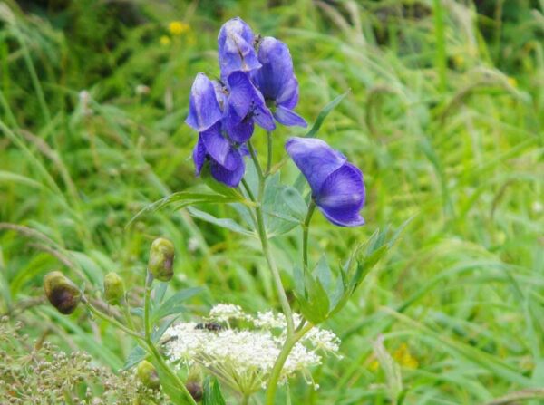 2020/08/20高山植物開花状況