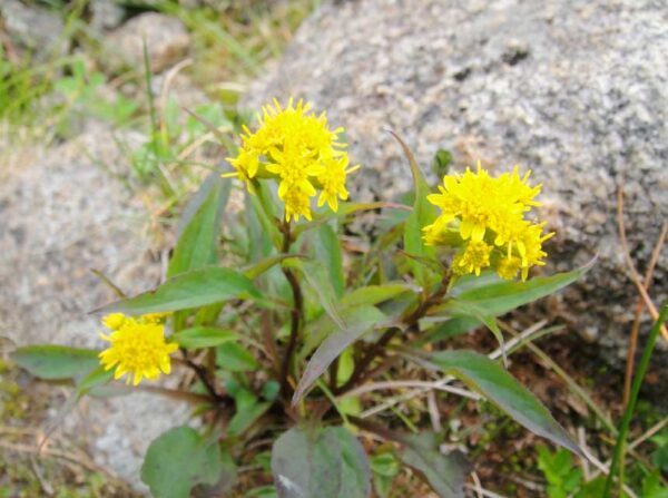 2020/08/06高山植物開花状況