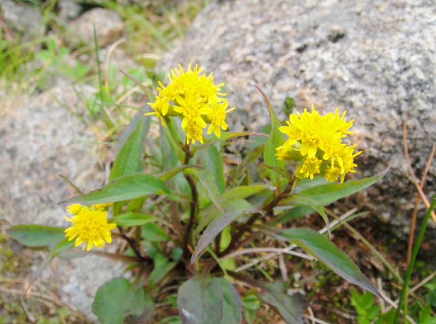 ミヤマアキノキリンソウ（深山秋の麒麟草）