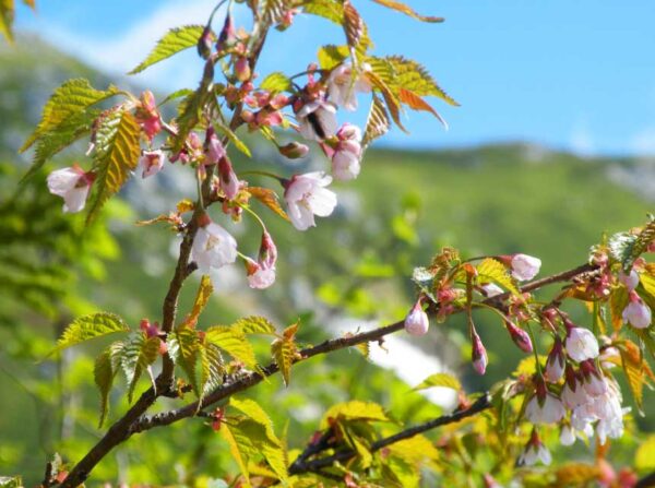 2021/6/30高山植物開花状況