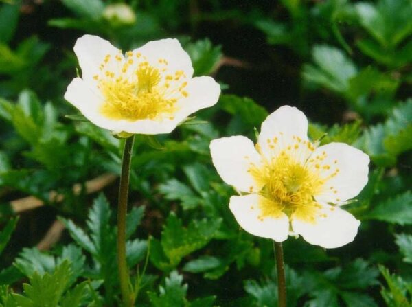 2021/8/1高山植物開花状況