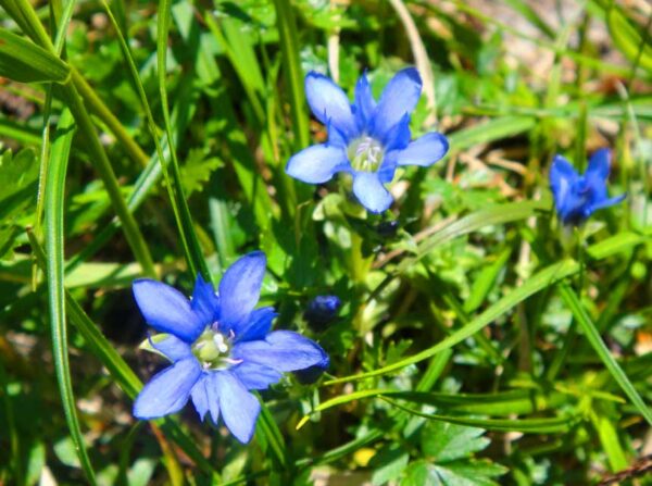 2021/8/23高山植物開花状況