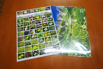高山植物 ホテル千畳敷