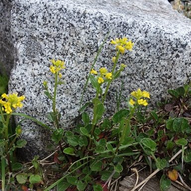 ホテル千畳敷　花　ヤマガラシ