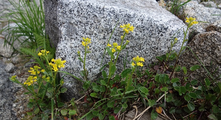 ホテル千畳敷 花 ヤマガラシ