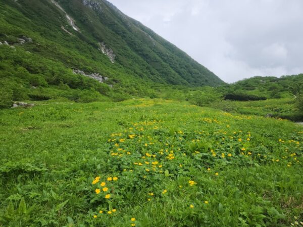 7/15現在の高山植物の開花情報