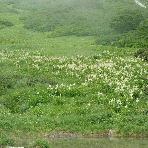 千畳敷カール　コバイケイソウ