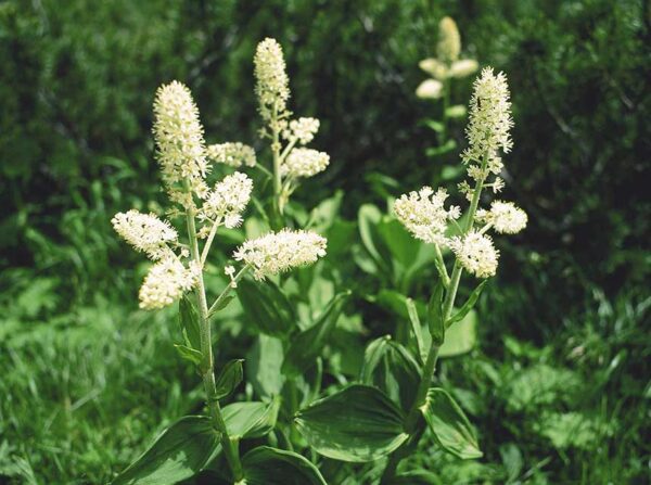 7/29現在の高山植物の開花情報