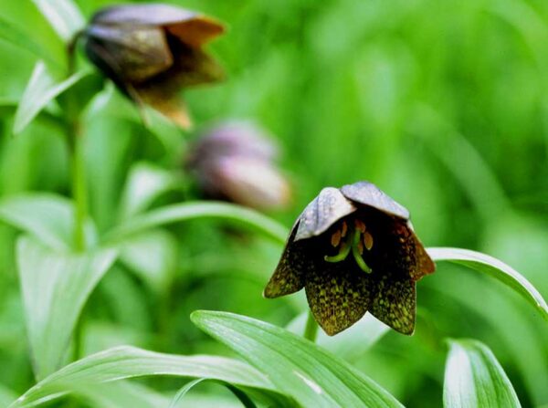 7/1現在の高山植物の開花情報