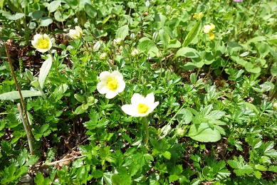 高山植物が見頃です！