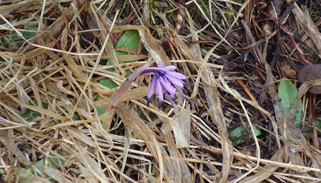 次のお花はこれだ！
