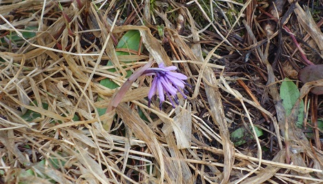 次のお花はこれだ！