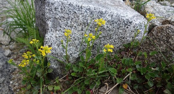 次のお花は・・・！