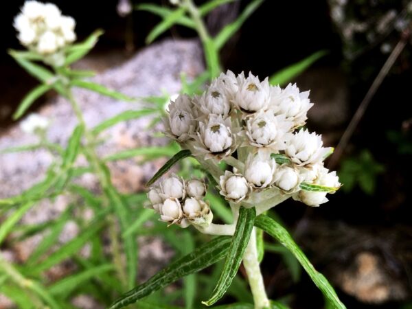 8/12現在の高山植物の開花情報