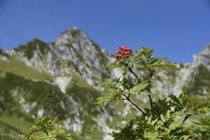 千畳敷カール ナナカマド 宝剣岳