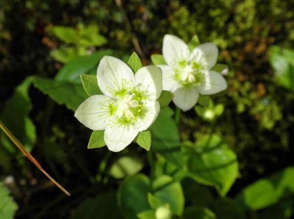 9/2現在の高山植物の開花情報