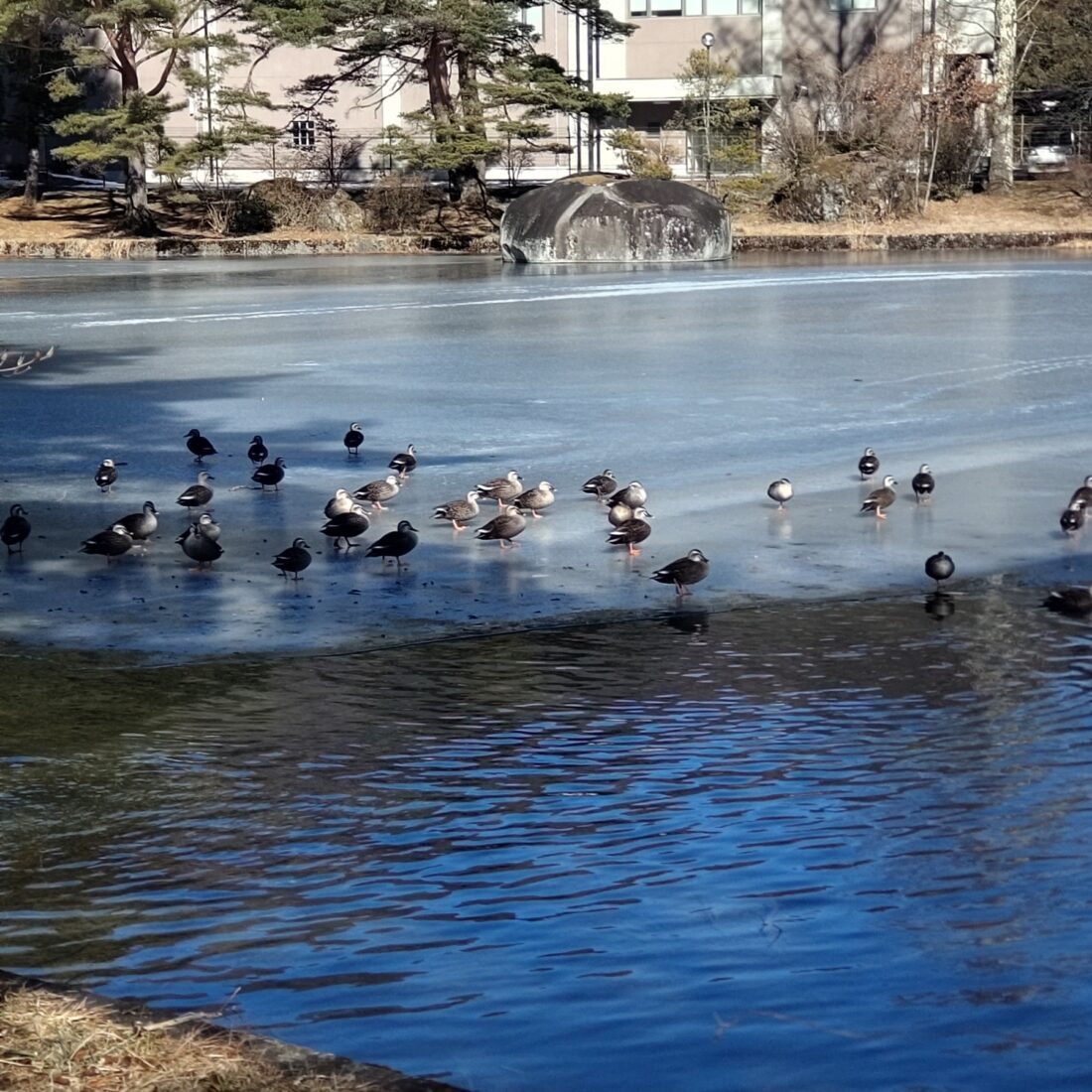 池の上のもふもふ