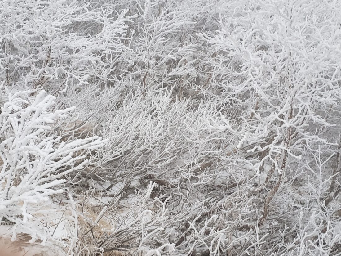 霧氷ができました！