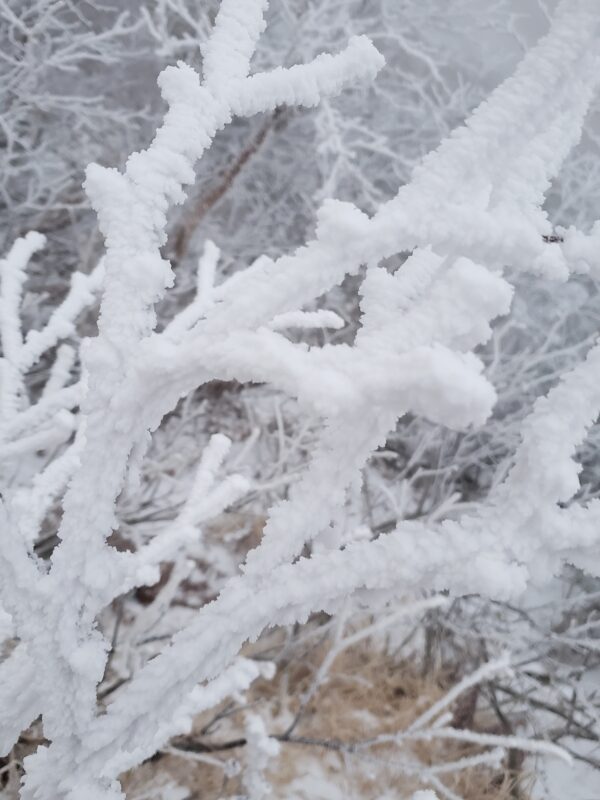 霧氷　木