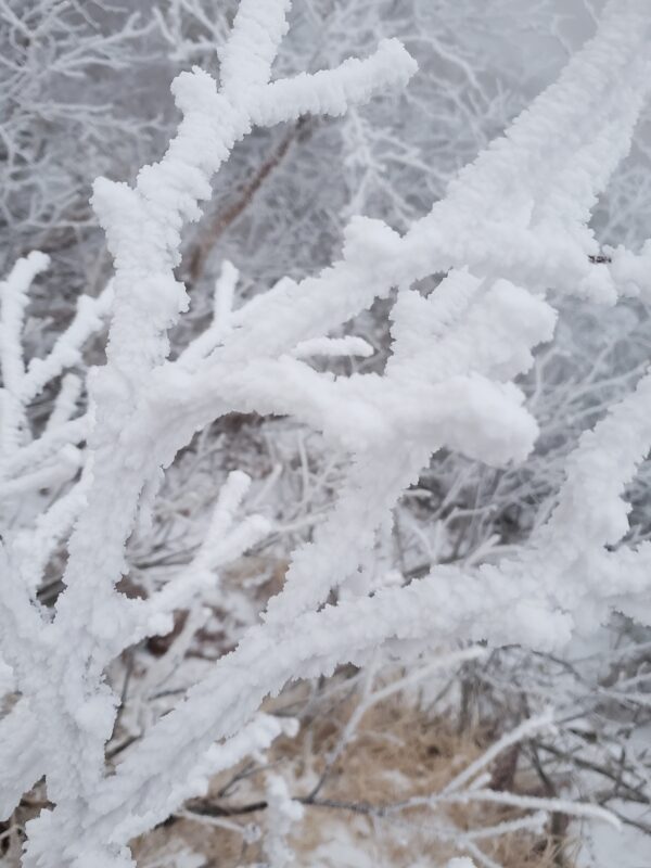 霧氷　木