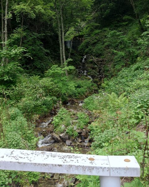てくてく森林浴