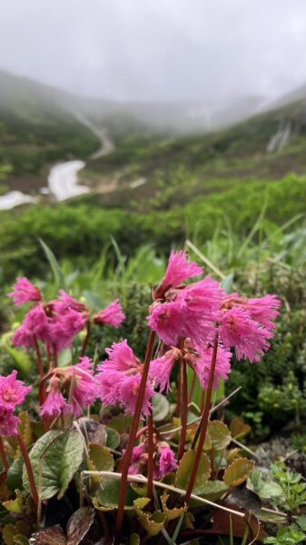 高山植物が咲き始めました！
