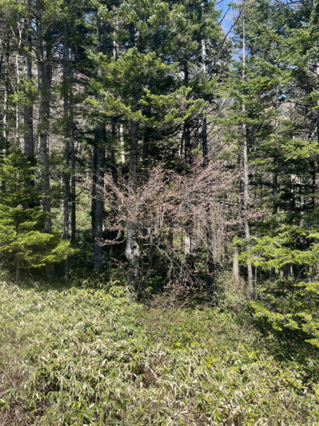 桜の季節