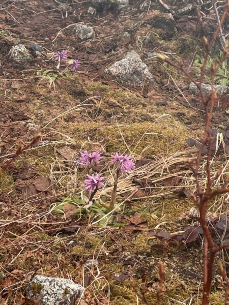 高山植物が咲きはじめました！