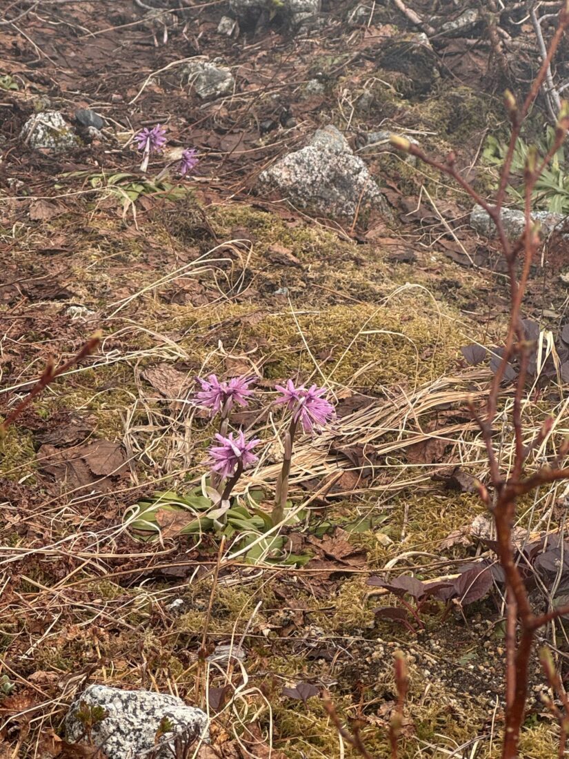 高山植物が咲きはじめました！