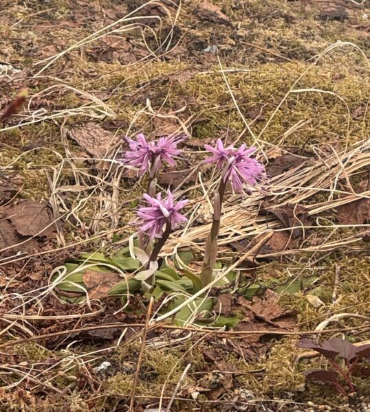 高山植物が咲きはじめました！
